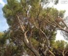 Mediterranean pine